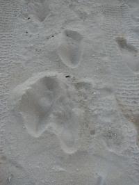 Русские следы на чужом песке