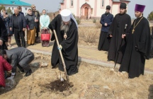 Высадка древовидных пионов на территории женского монастыря. 13 апреля 2019 г.
